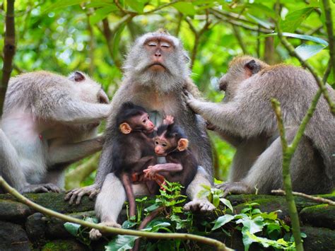 What type of monkey is in Bali and Indonesia  